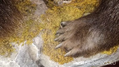 В Норильске голодный медведь разгромил склад с продуктами на базе отдыха