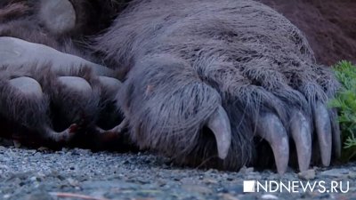 В Японии шесть человек пострадали от нападения диких медведей