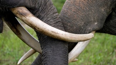 Ботсвана пригрозила отдать ФРГ тысячи слонов, чью популяцию защищает Берлин