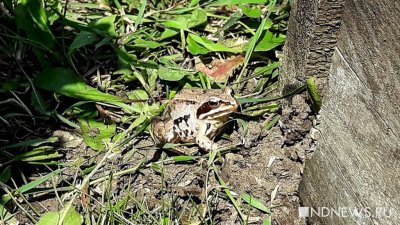 Ученые бьют тревогу: на Урале, в Италии и Германии вымирают лягушки и тритоны