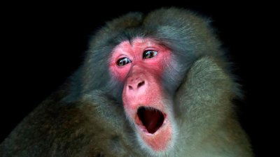 Человек впервые заразился обезьяньим герпесом в Гонконге