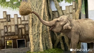 В США слониха в третий раз сбежала из бродячего цирка