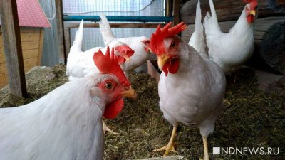 Российские птицефабрики стали производить меньше мяса и яиц