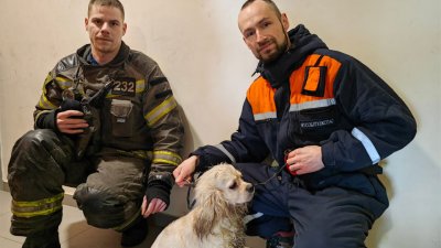 В Подмосковье спасатели освободили собаку из запертой квартиры