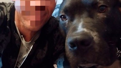 Жителем Сухого Лога с агрессивной бойцовской собакой займутся следователи