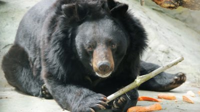 В екатеринбургском зоопарке проснулся медведь (ФОТО)