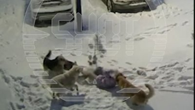 Мэрия Нового Уренгоя заплатит 1 млн рублей за резонансное нападение стаи собак на ребёнка