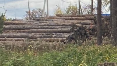 В Кашино больше года не могут найти хозяев нескольких сот кубометров деловой древесины