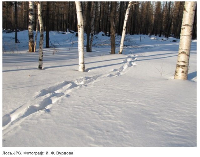 Новый Регион: Метки медведей, лунки тетерева, следы лося и горностая – на Урале прошла перепись зверей и птиц (ФОТО)