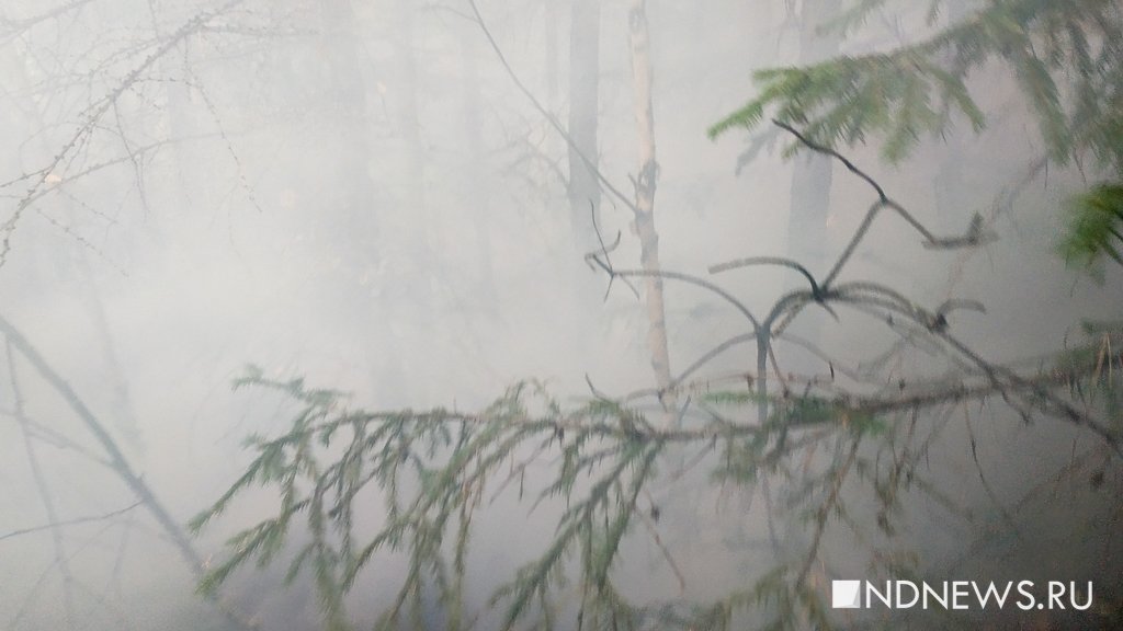 Опасный период: более 10 га лесов выгорело за сутки в Подмосковье
