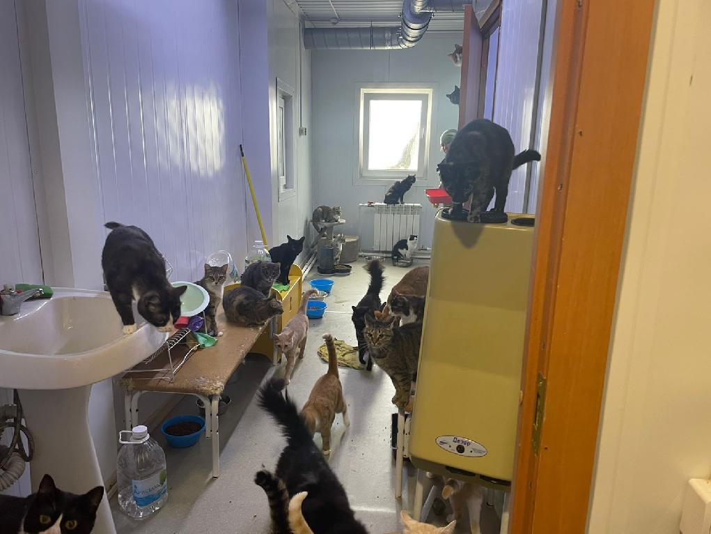 Прокуратура раскритиковала работу приюта в Тазовском: животных много, они бесконтрольно гуляют (ФОТО)