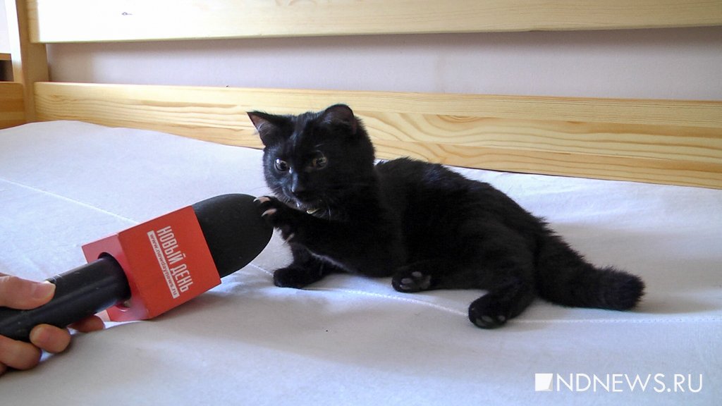 Новый День: Строгач, пожизненно: как живут котики на зоне (ФОТО, ВИДЕО)