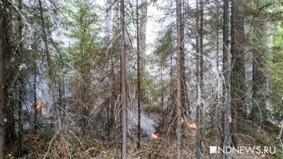 В Свердловской области снова горят леса